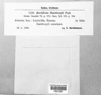 Aecidium xanthoxyli image